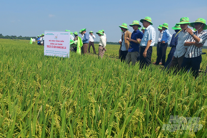 Tập đoàn ThaiBinh Seed đã cùng nông dân Quảng Trị nâng cao giá trị cây lúa. Ảnh: Võ Dũng.