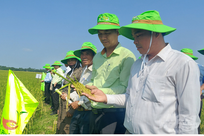 Quảng Trị là tỉnh có điều kiện khí hậu khắc nghiệt bậc nhất Bắc Trung bộ nhưng bộ giống của Tập đoàn ThaiBinh Seed đã thích ứng một cách khó tin. Ảnh: Võ Dũng.