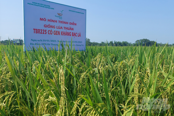 TBR225, TBR97 đã chiếm trọn niềm tin của nông dân Quảng Trị. Ảnh: Võ Dũng.