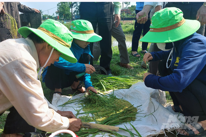 Nông dân Quảng Trị phấn khởi và đặt trọn niềm tin vào các giống lúa của Tập đoàn ThaiBinh Seed. Ảnh: Võ Dũng.