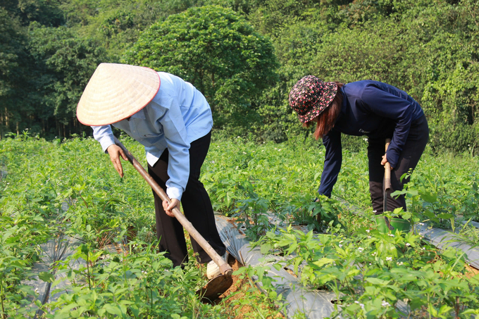 Nhiều hộ dân ở Thượng Bằng La (huyện Văn Chấn) góp đất để trở thành HTX sản xuất cây dược liệu. Ảnh: Thanh Tiến.