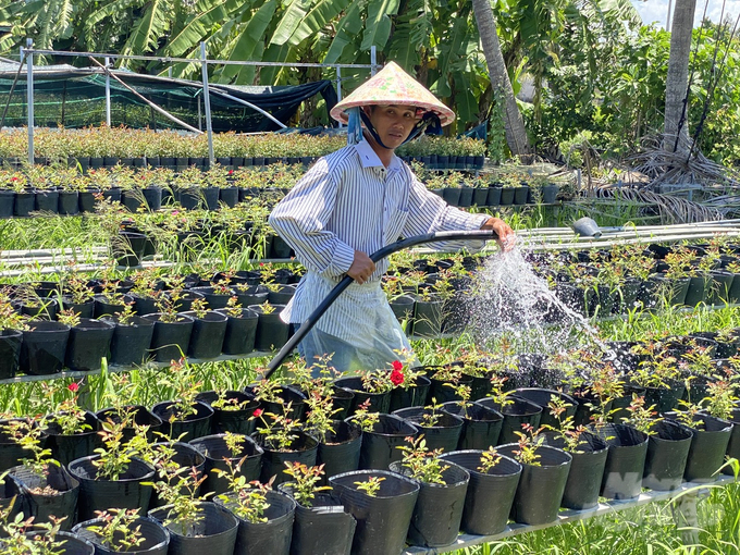 Các thành viên khi tham gia vào HTX, thu nhập tăng gấp 2-3 lần nhờ vào sự hỗ trợ toàn diện từ giống hoa, phân bón đến kỹ thuật canh tác. Ảnh: Lê Hoàng Vũ.