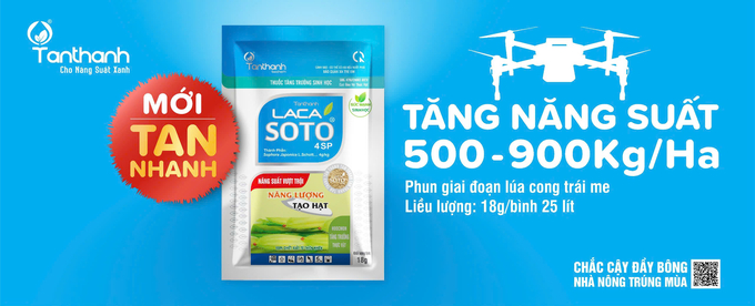 Sản phẩm sinh học Lacasoto 4SP mang đến cho nhà nông sự tiện lợi và hiệu quả vượt trội khi sử dụng ở giai đoạn lúa cong trái me, giúp tăng năng suất từ 500 - 900kg/ha.