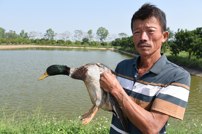 Anh Dân bên chú vịt đực đầu xanh. Ảnh: Dương Đình Tường.