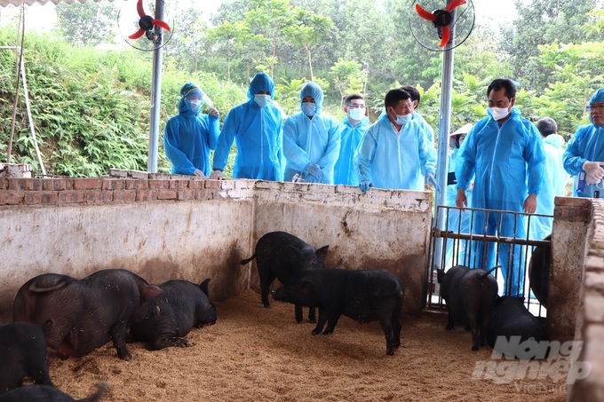 Hiện nay toàn tỉnh Thái Nguyên có khoảng 1.255 trang trại chăn nuôi tập trung, chăn nuôi theo hướng VietGAHP đảm bảo an toàn dịch bệnh. Ảnh: Quang Linh.