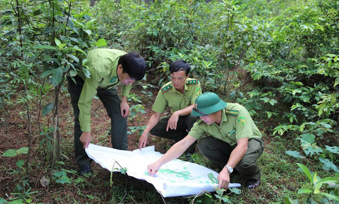 Forest rangers investigate forest conditions. Photo: Hong Duc.