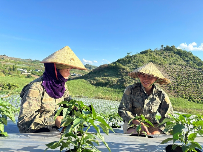 Chị Lò Thị Thủy, Giám đốc HTX Sản xuất Rau an toàn Vạn Phúc (trái) không giấu được niềm vui từ thành quả ban đầu trồng thử nghiệm trồng giống ớt Jalapeno. Ảnh: Đức Bình