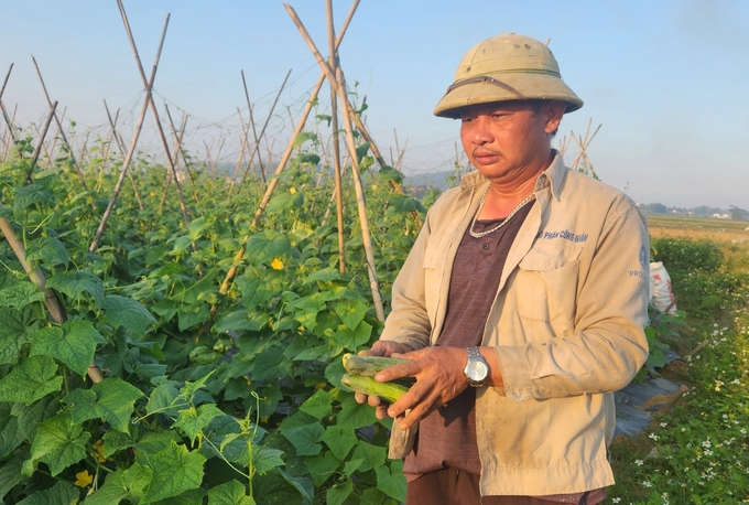 Anh Lê Viết Phương có nhiều kinh nghiệm trồng màu, đặc biệt là cây dưa chuột. Ảnh: Việt Khánh.   