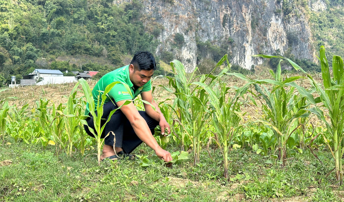 Bà con bản Phiêng Nghè tận dụng những khoảng đất nhiều phù sa sau khi lũ đi qua để gieo trồng rau vụ đông. Ảnh: Đức Bình