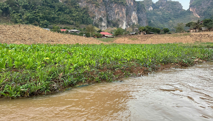 Bà con tận dụng tối đa những khoảng đất ven suối có phù sa dồi dào để trồng rau vụ đông nhằm đảm bảo bữa ăn hàng ngày. Ảnh: Đức Bình