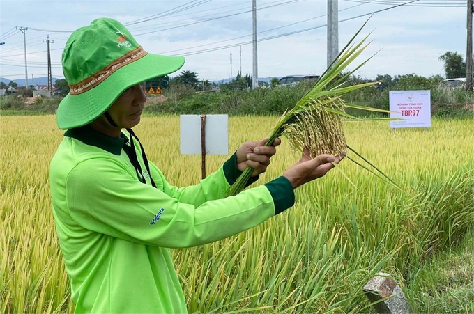 Vụ hè thu 2024, HTX nông nghiệp 2 Nhơn Thọ sản xuất giống lúa TBR97 của ThaiBinh Seed, đạt năng suất 70 tạ/ha. Ảnh: V.Đ.T.