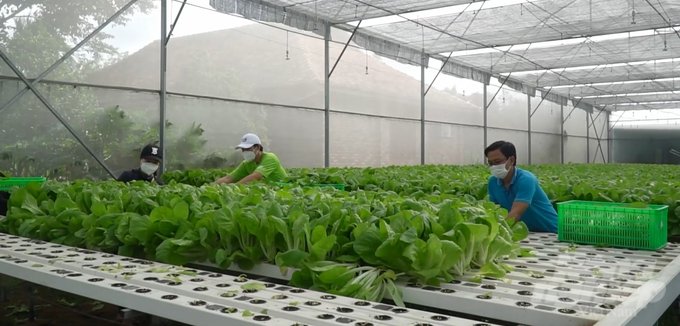 As a large city, with the main economic structure being industry and services, Ho Chi Minh City still focuses on developing agriculture. Photo: VAN.