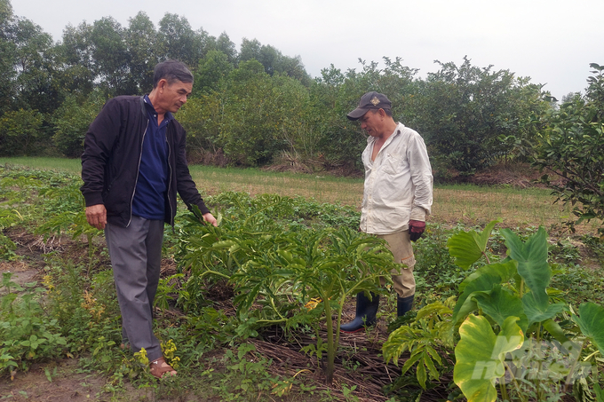 Ngoài hành tăm, các cây trồng còn lại đều không đem lại hiệu quả cao trong vụ đông. Ảnh: Võ Dũng.