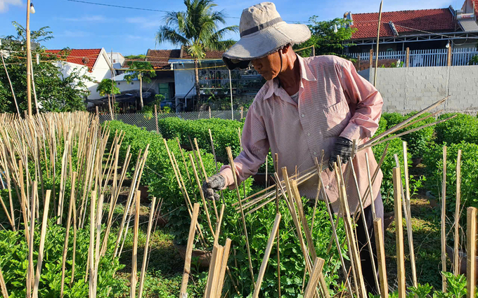 Bà con đang cắm cây để giúp cây hoa cố định, vun đầy, cho mẫu mã đẹp vào ngày Tết. Ảnh: KS.