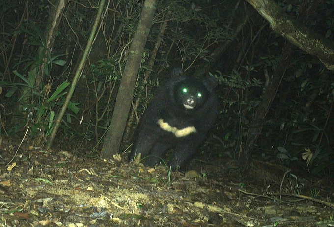 Image of the Asian black bear was recorded by Bac Huong Hoa Nature Reserve.