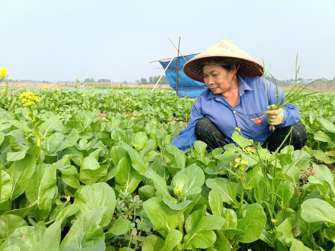 Màu xanh của rau dần trở lại, hồi sinh cho cánh đồng. Ảnh: Thanh Tiến.