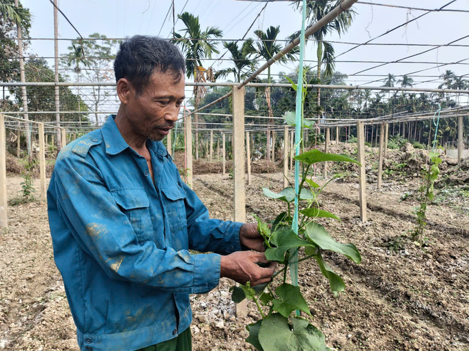 Ruộng su su nhà ông Hà mới được cải tạo trồng lại sau thiên tai. Ảnh: Thanh Tiến.