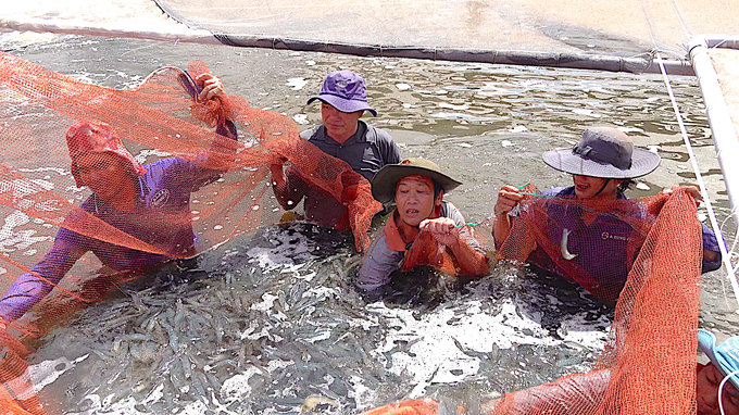 The price of raw shrimp has shown positive signs in the closing days of the year. Photo: Minh Dam.