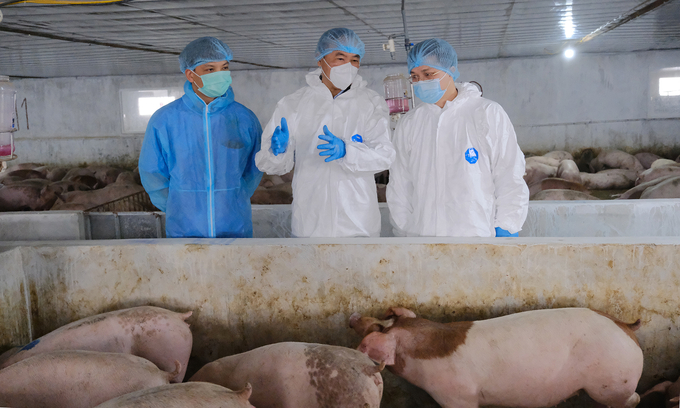 Deputy Minister Phung Duc Tien (center) along with Director of the Department of Animal Health Nguyen Van Long (right) visiting a pig farm on the outskirts of Hanoi. Photo: Bao Thang.