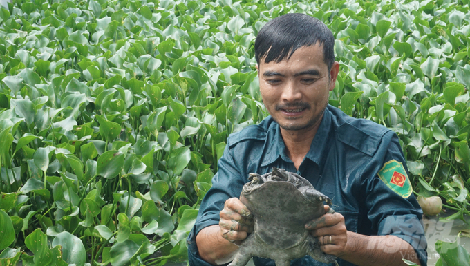 Mỗi năm, anh Thuận thu lãi cả trăm triệu đồng nhờ nuôi ba ba. Ảnh: Quốc Toản.