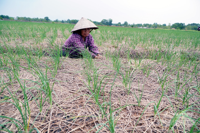 Trồng hành tăm cũng bấp bênh bởi thời tiết vào vụ đông tại Quảng Trị gặp rất nhiều bất lợi. Ảnh: Võ Dũng.