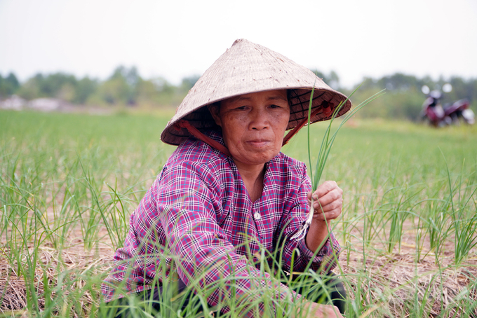 Được 1 sào đất, bà Nghỉ phải đi thuê mướn thêm để trồng hành tăm vụ đông. Ảnh: Võ Dũng.