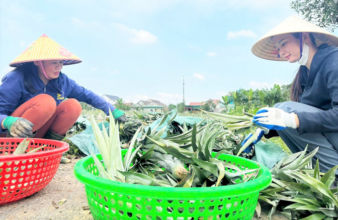 Chị Lê Thị Thanh Bình (bên trái), Bí thư Chi bộ 4, thị trấn Vũ Quang tiên phong phát triển giống dứa Cayen trên đất màu. Ảnh: Thanh Nga.