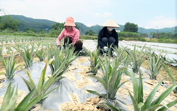 Đến nay huyện Vũ Quang đã trồng được gần 10ha dứa với hàng chục hộ dân tham gia. Ảnh: Thanh Nga.