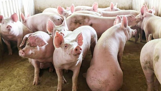 Latest live pig prices in three regions on November 26, 2024