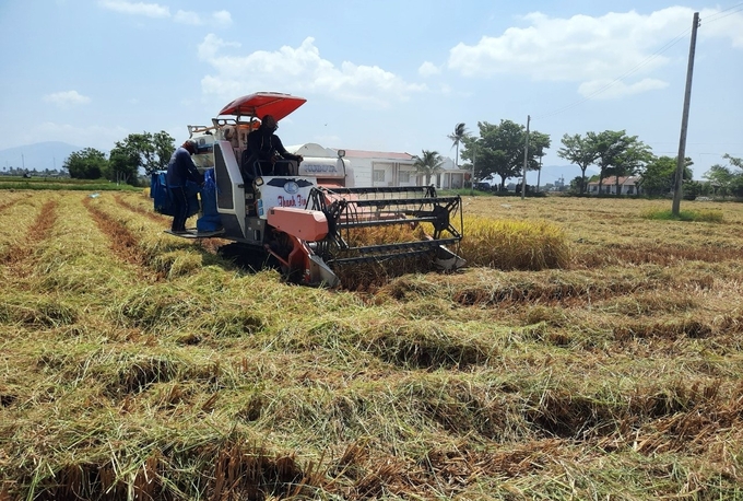 Trước tình trạng mực nước ở các hồ chứa còn thấp, tỉnh Ninh Thuận đã lên 2 phương án sản xuất cho vụ đông xuân. Ảnh: PC.