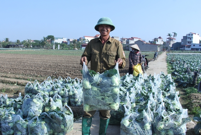 Trà rau vụ đông sớm xuống giống sau bão số 3 đã cho thu hoạch với năng suất cao, được giá. Ảnh: Trung Quân.