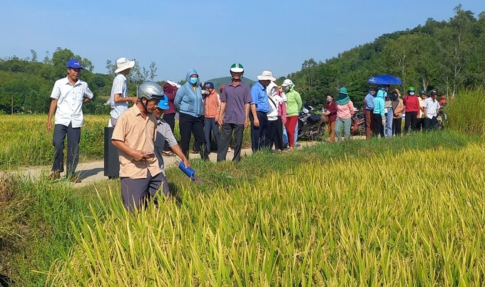 Applying IPHM on rice crops helps farmers reduce costs, increase yields and improve product quality. Photo: KS.