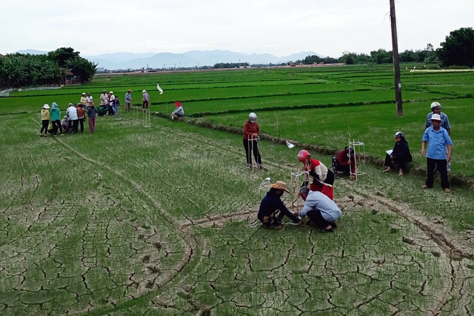 Nông dân hào hứng học tập về IPHM trên ruộng lúa. Ảnh: KS.