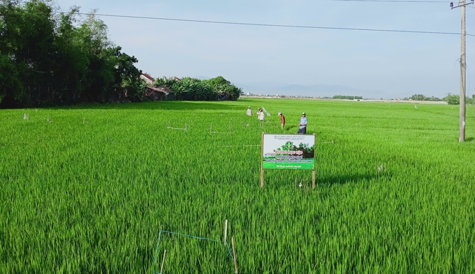 After receiving the training, the cooperatives will expand the IPHM model on rice cultivation. Photo: KS.