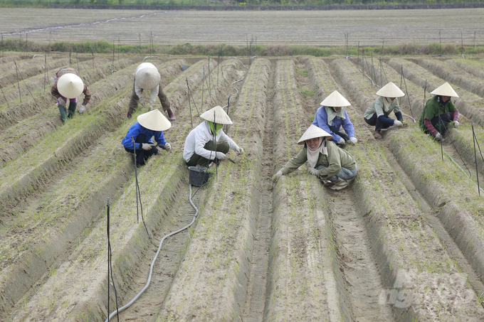 Nông dân xã Hoằng Lưu làm cỏ cho ruộng rau vụ đông trên cánh đồng liên kết. Ảnh: Quốc Toản.