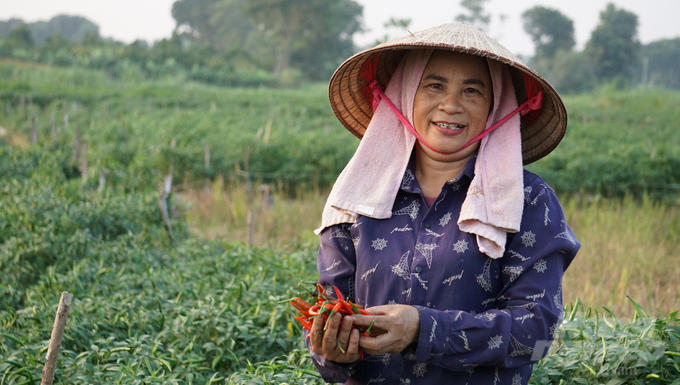 Cây ớt đã giúp nhiều gia đình ở xã Yên Phú có thu nhập cao và ổn định. Ảnh: Quốc Toản.