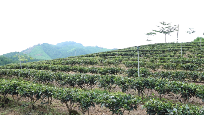 Đồi chè trung du của nông trại trà trung du Thu Luân nằm bên hồ Núi Cốc, môi trường rất trong lành, thuận lợi cho canh tác theo hướng hữu cơ gắn với khai thác du lịch. Ảnh: Quang Linh.