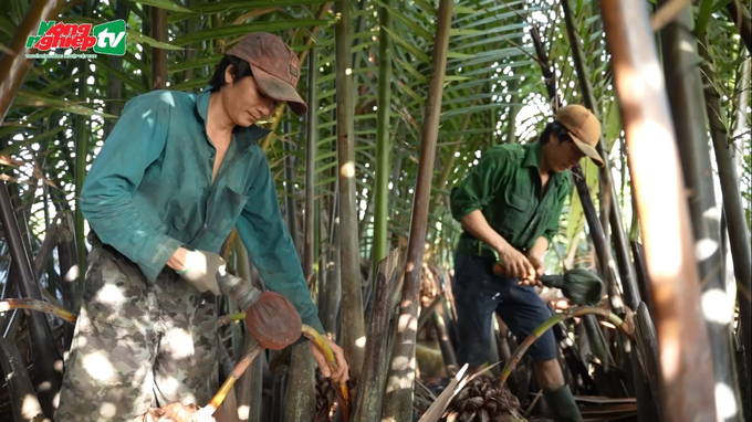 Can Gio district alone has a large area of Nipa palm, up to 900 hectares. Photo: VAN.