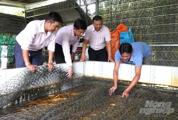 Giá lươn trên thị trường dần phục hồi, các hộ dân đầu tư nuôi trở lại nhưng không thả giống nhiều, tránh tình trạng nguồn cung tăng mạnh dẫn đến giá giảm. Ảnh: Trung Chánh. 