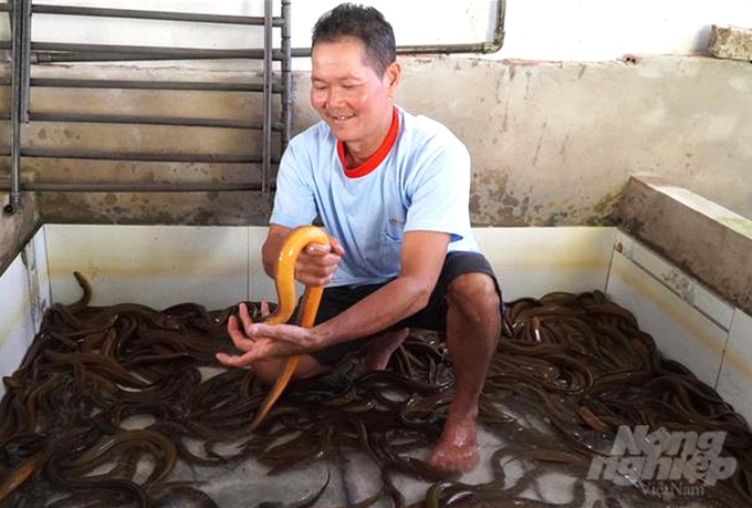 Nghề nuôi lươn không bùn thời gian qua phát triển mạnh khiến cung vượt cầu, giá giảm mạnh làm người nuôi thu lỗ. Ảnh: Trung Chánh.