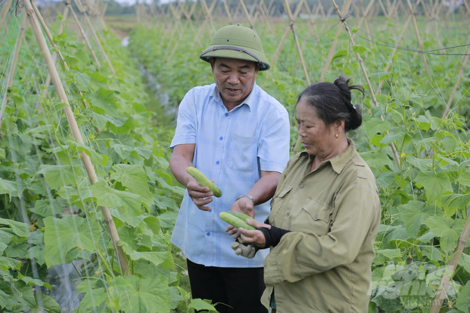 Mô hình liên kết sản xuất cây vụ đông giúp nông sản có đầu ra ổn định. Ảnh: Quốc Toản.