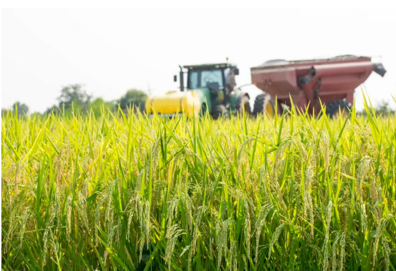 Rice ready for harvest in a Louisiana field.