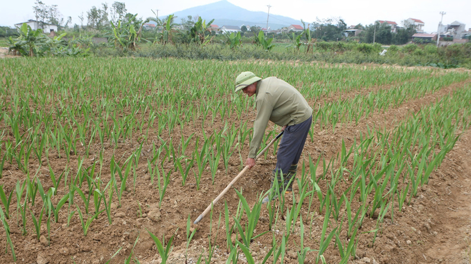 Ông Nguyễn Văn Thi chăm sóc cánh đồng hoa dơn, hi vọng vụ đông đạt hiệu quả cao. Ảnh: Nguyễn Thành.