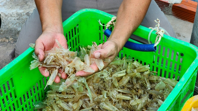 Reports from 34 provinces across the country (from 2019 to 2021) show that the total volume of shrimp by-products reached over 500.000 tons, primarily consisting of shrimp heads and shells. Photo: Kim Anh.