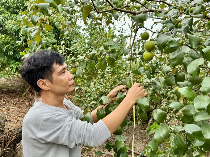 Anh Hướng gắn bó hơn 10 năm với cây táo đại và đưa cây trồng này thành đặc sản, niềm tự hào của người dân Mường Bú. Ảnh: Đức Bình.