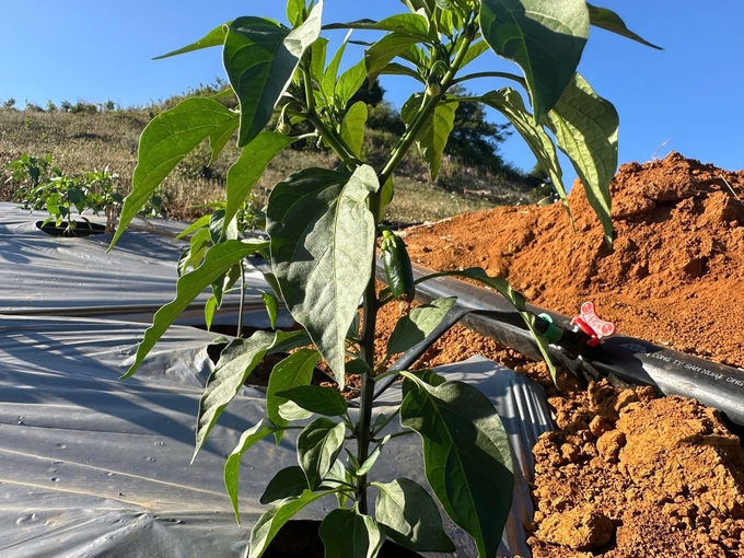 The peppers have started to bear fruit, and it is expected that the harvest will be possible by the end of December. Photo: Duc Binh. 