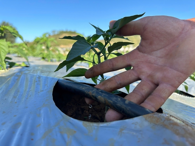 The drip irrigation system was invested in to save water for this winter crop season. Photo: Duc Binh. 