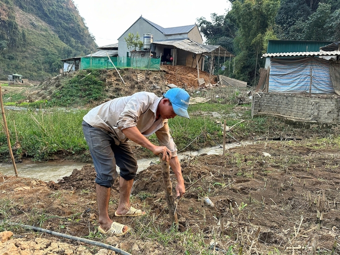 Những cây cà phê do ngập lụt kéo dài đã bị chết, bà con đã chặt bỏ để chuẩn bị tái canh vào đầu năm tới. Ảnh: Đức Bình