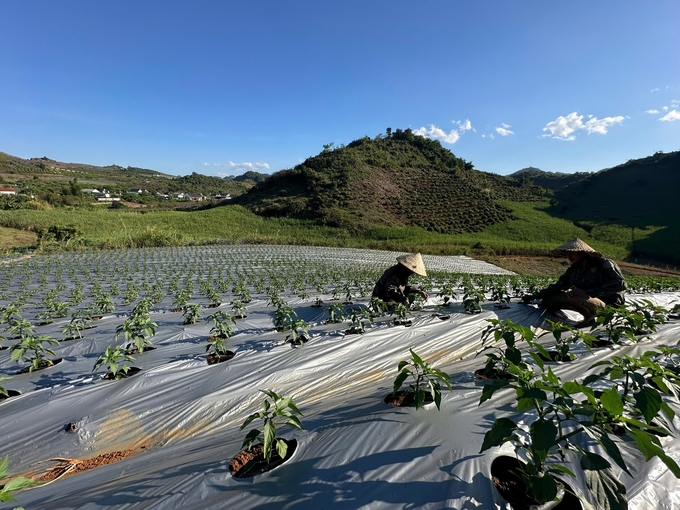 The Van Phuc safe vegetable Cooperative is experimenting with planting Jalapeno peppers on an area of 4 hectares. If successful, they plan to expand further within the commune. Photo: Duc Binh. 