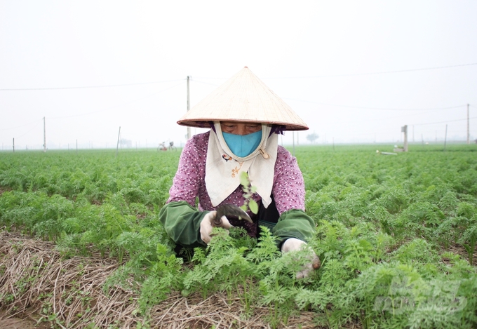 Tận dụng thời cơ thuận lợi, nông dân Hải Dương tăng tốc sản xuất vụ đông để gia tăng thu nhập. Ảnh: Trung Quân.